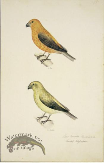 99 Swedish Birds . Loxia Curvirostra,  Common Crossbill, M.F